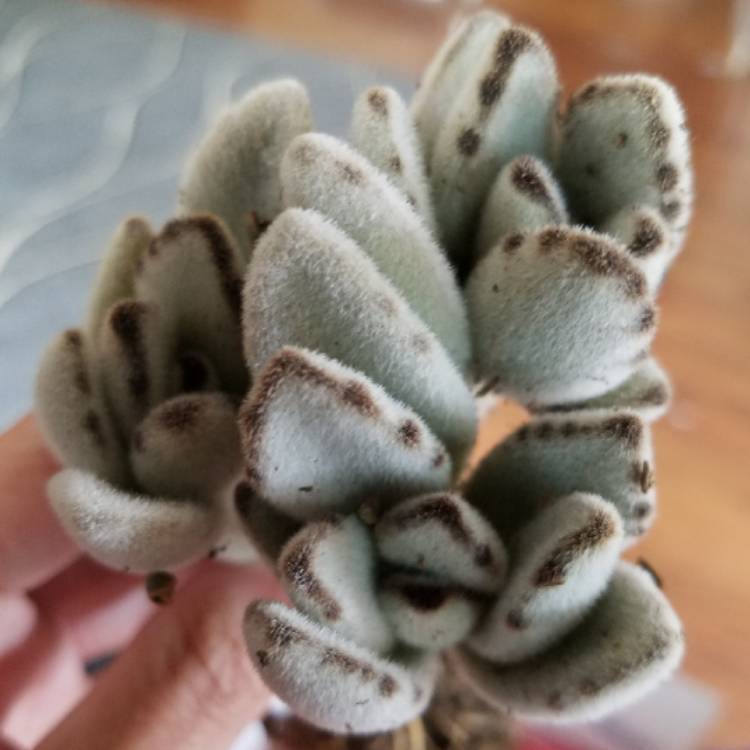 Plant image Kalanchoe tomentosa 'Teddy Bear'