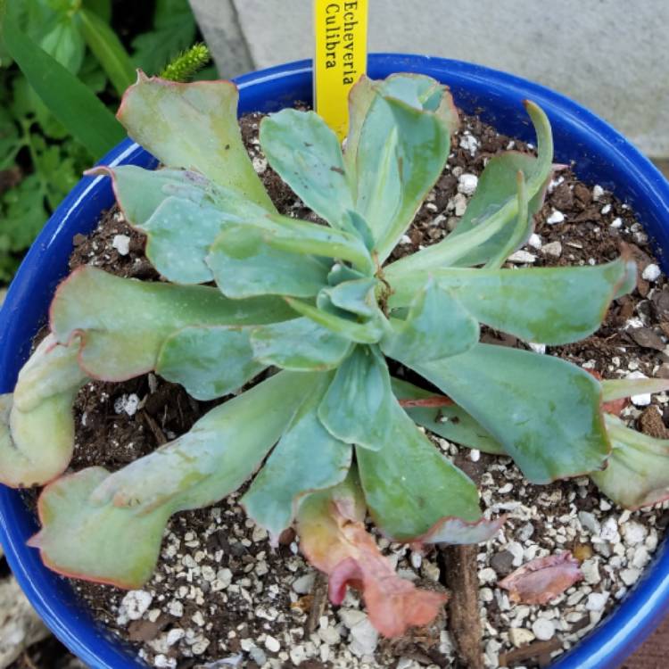 plant image 821071