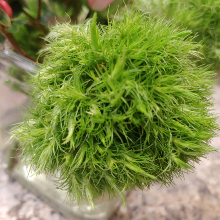 Plant image Dianthus barbatus 'Green Ball'