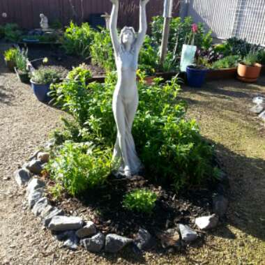 Sonia's garden