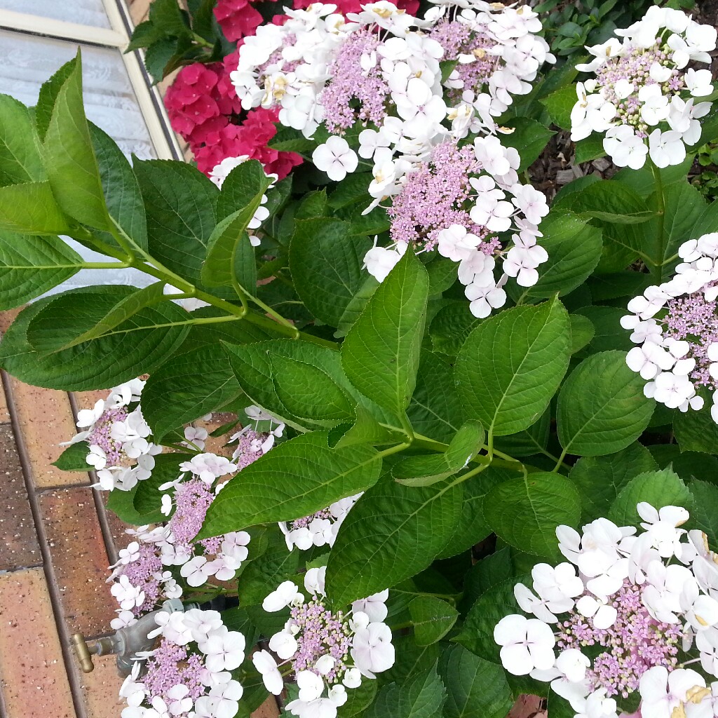 Hydrangea 'Normalis'