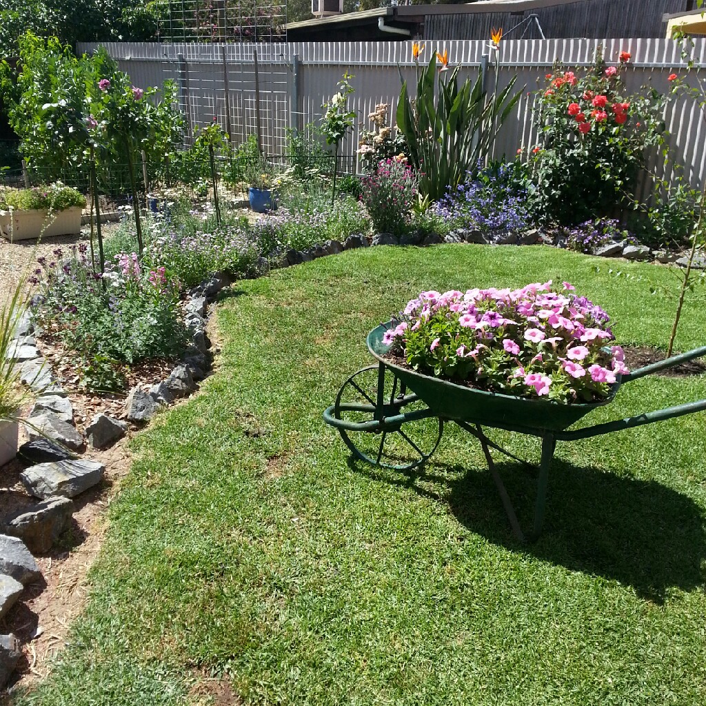 Sonia's garden