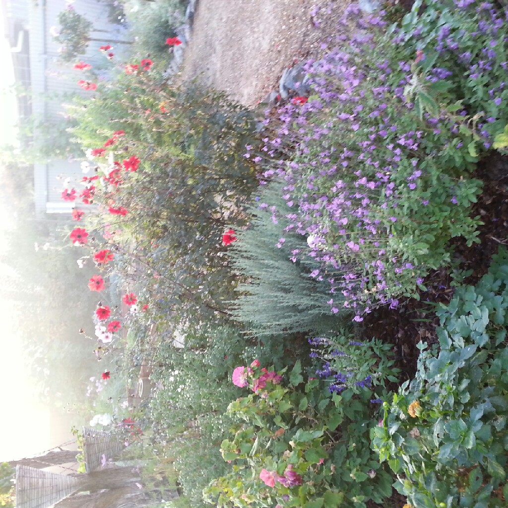 Sonia's garden