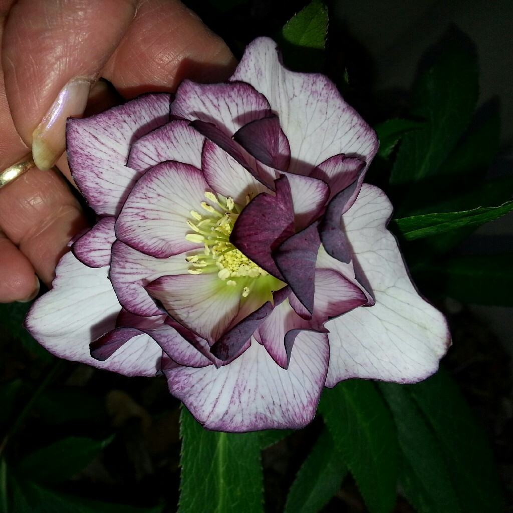 Hellebore (Species) Hybrid Hellebore