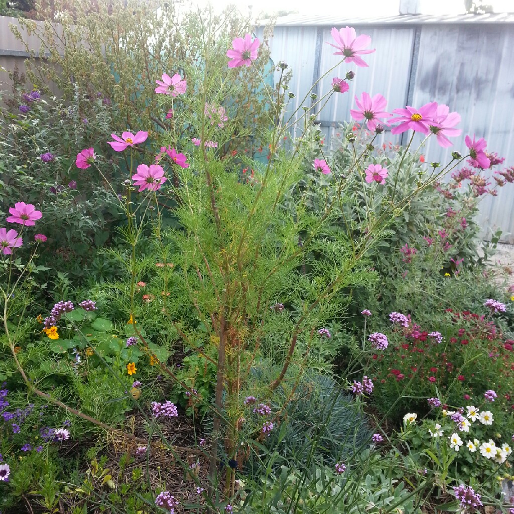 Cosmea