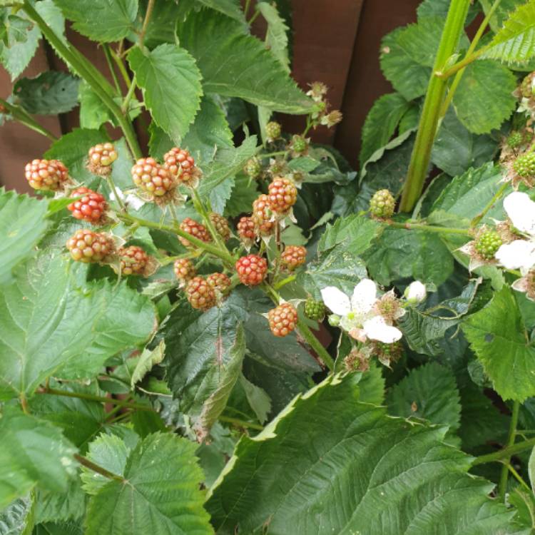 plant image 1119940