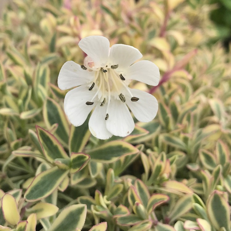 Plant image Silene Vulgarus