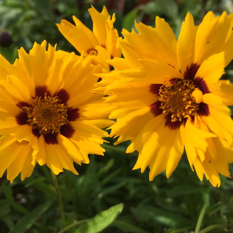 Plant image Coreopsis grandiflora 'Sunfire'