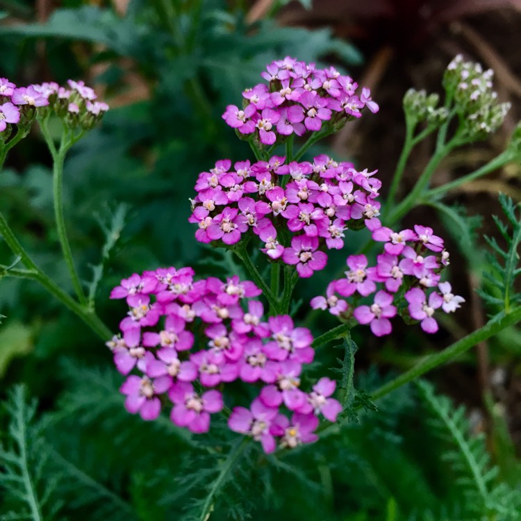 Plant image Achillea Millefolium 'Cerise Queen' syn. Achillea Millefolium 'Cherry Queen'