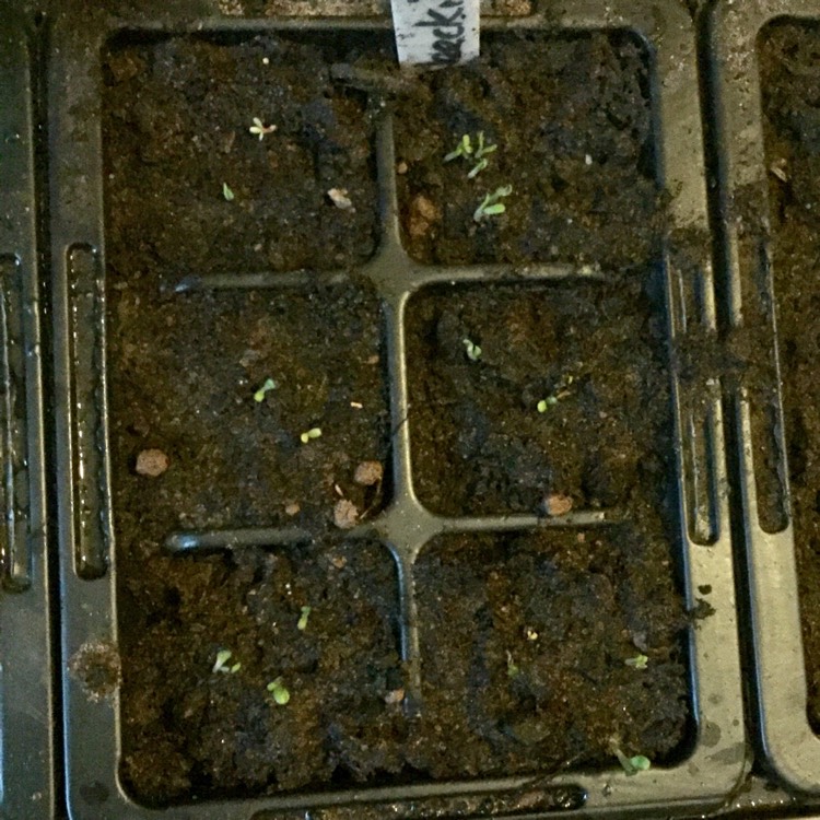 plant image 632526