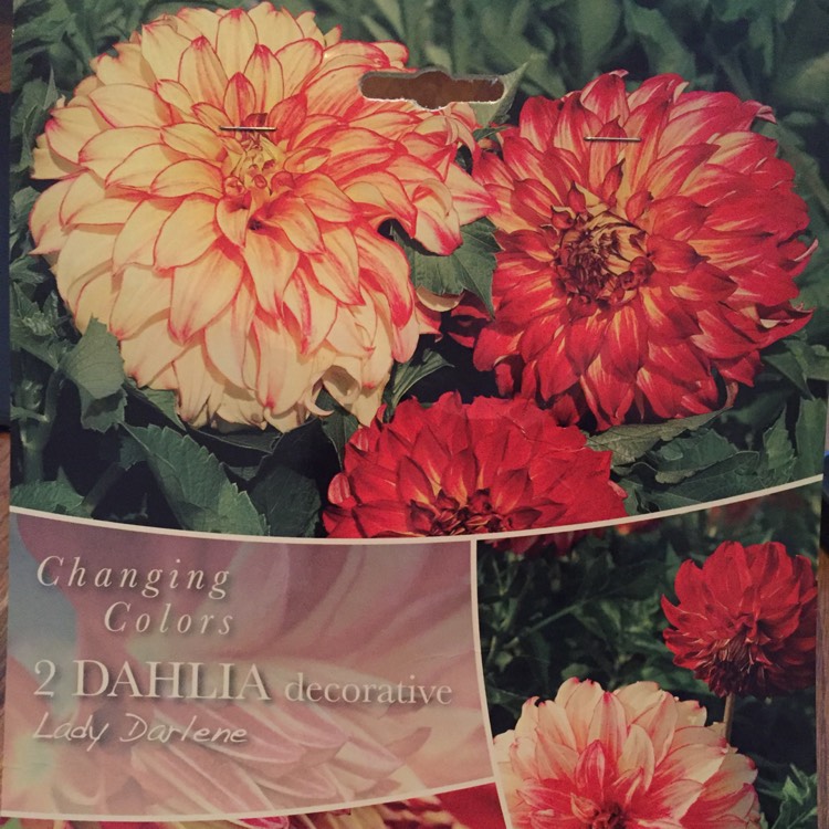 plant image 650242