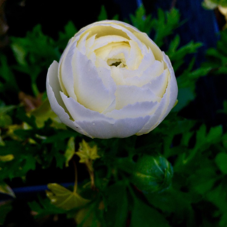plant image 656478