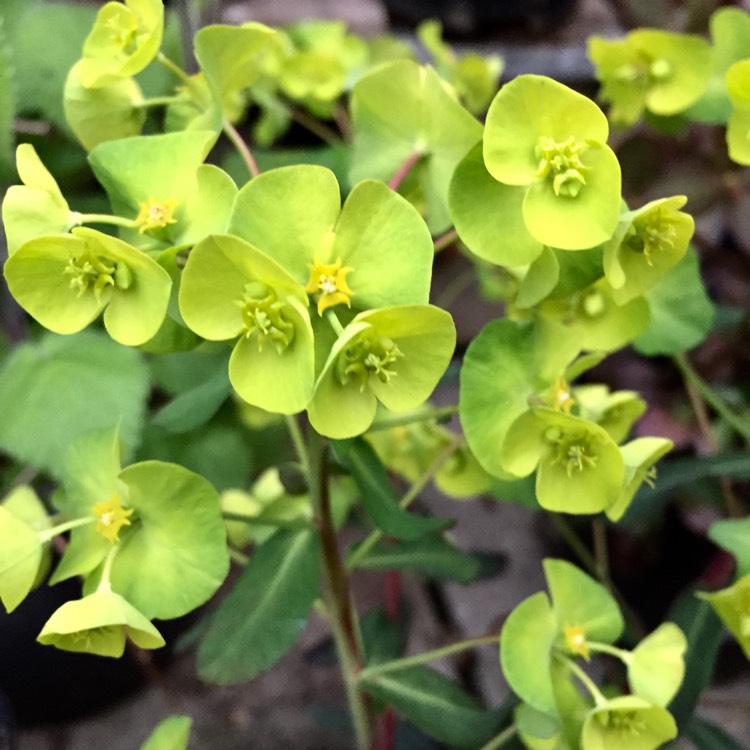 Plant image Euphorbia amygdaloides 'Purpurea' syn. Euphorbia amygdaloides 'Rubra'