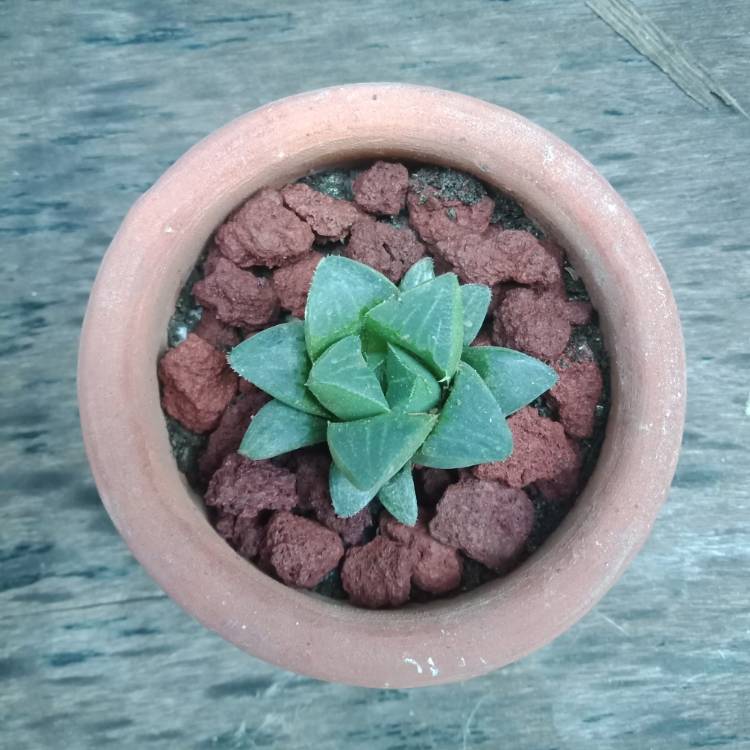 Plant image Haworthia Bayeri
