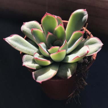 Echeveria Pulidonis