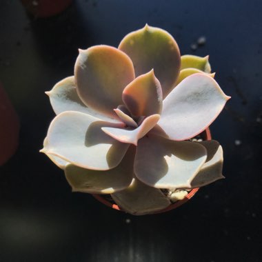 Echeveria Perle Von Nurnberg
