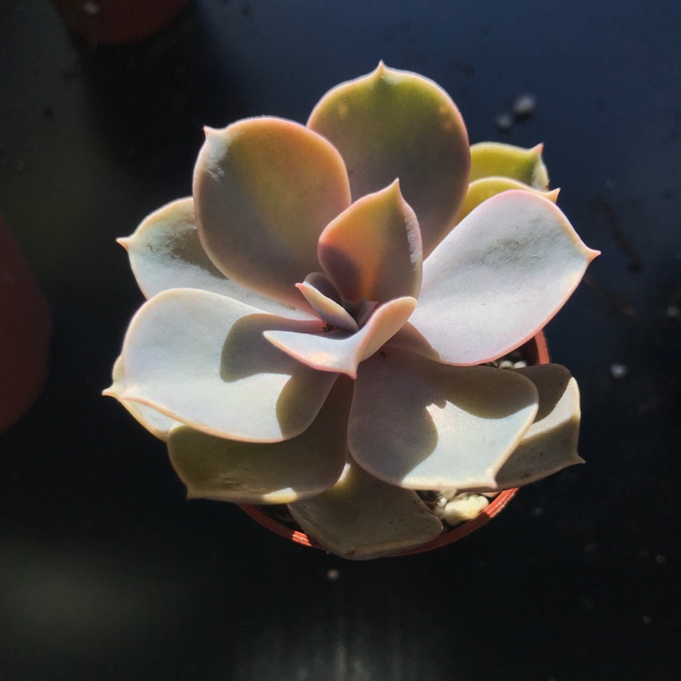 plant image 626952