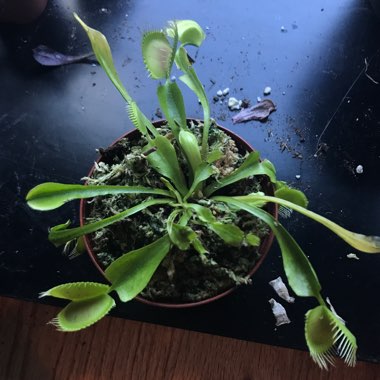 Dionaea muscipula