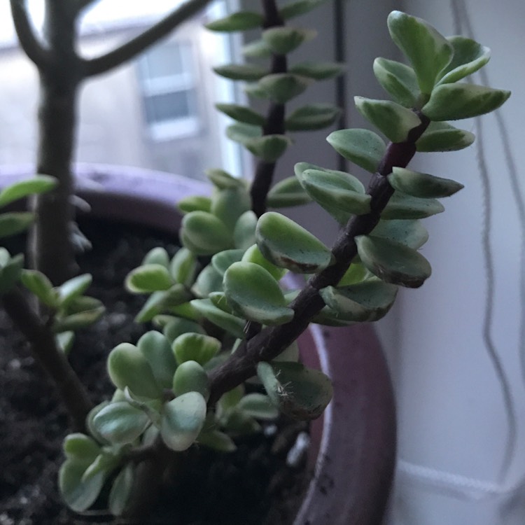 Plant image Portulacaria Afra 'Tricolour'.