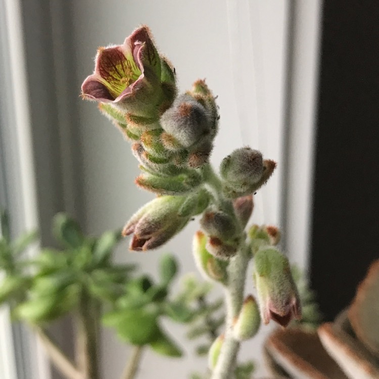 plant image 643221