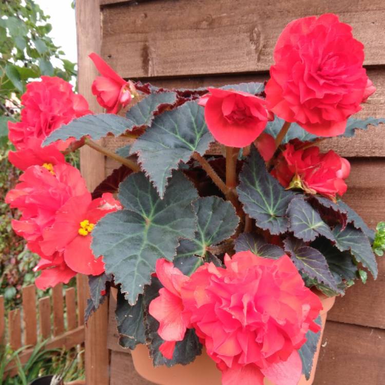 Plant image Begonia 'Nonstop Mocca Deep Orange' (Nonstop Mocca Series)