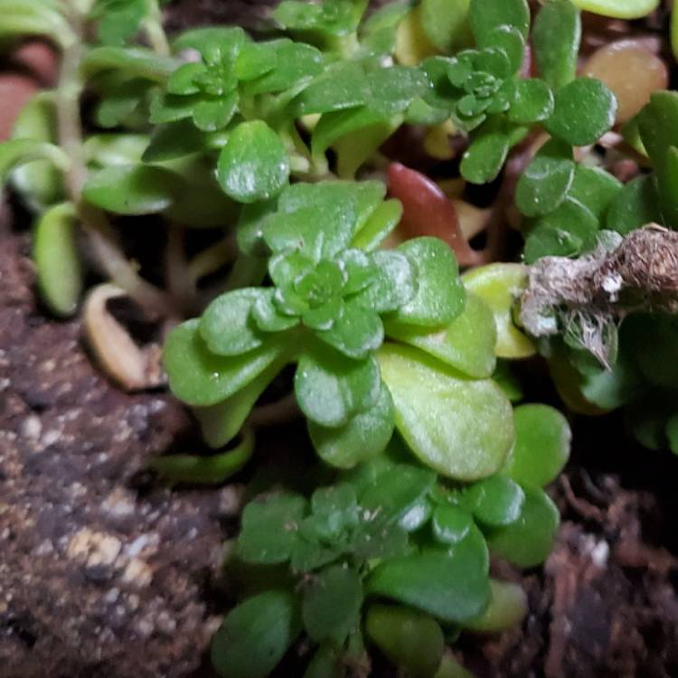 plant image 1434342