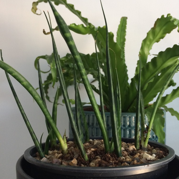 Plant image Sansevieria cylindrica