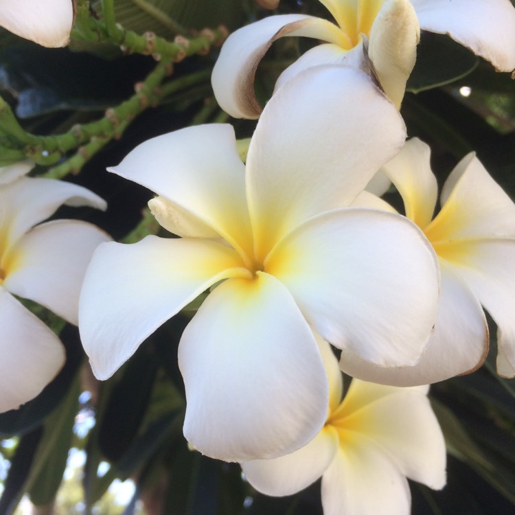 Plant image Plumeria Stenophylla