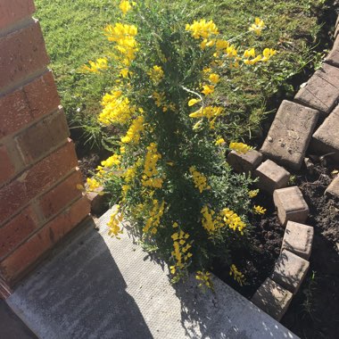 Broom
