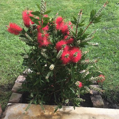 Bottlebrush