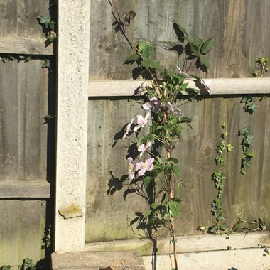 Clematis 'Rubens'