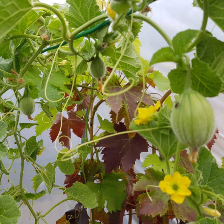 Plant image Cucumis Melo