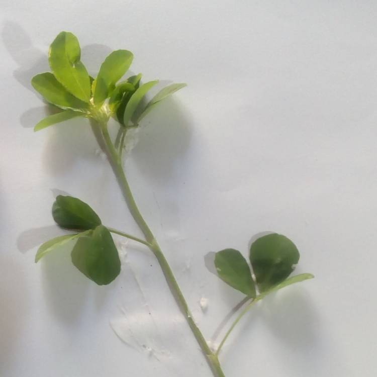 plant image 949900