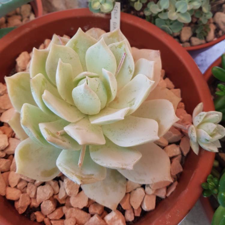 Plant image Sedum Suaveolens