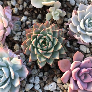 Echeveria