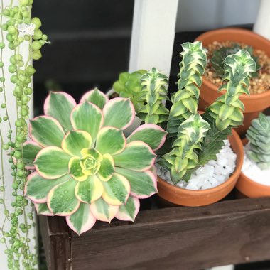 Randy's garden