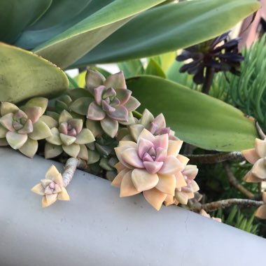 Randy's garden