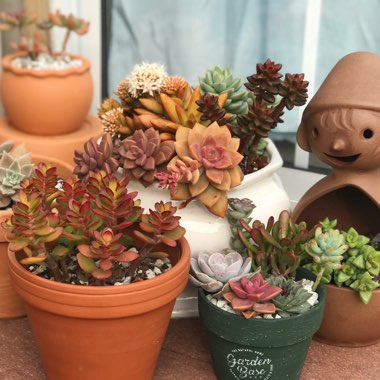 Randy's garden