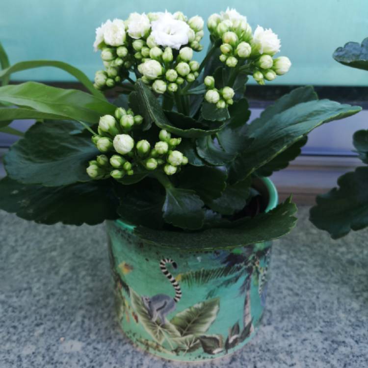 Plant image Kalanchoe blossfeldiana 'Calandiva White'