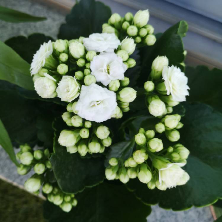 plant image 1451613