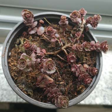 Sedum 'Dragon's Blood'