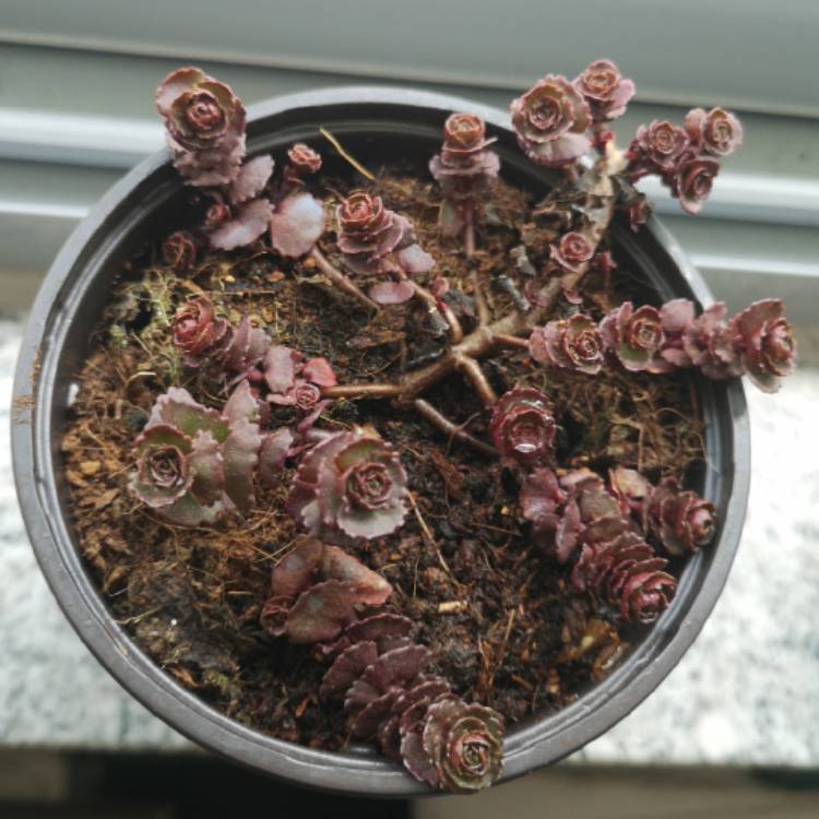 plant image 1464857
