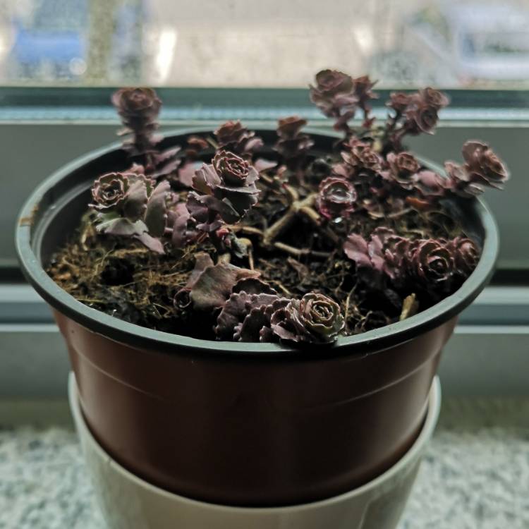 plant image 1464858