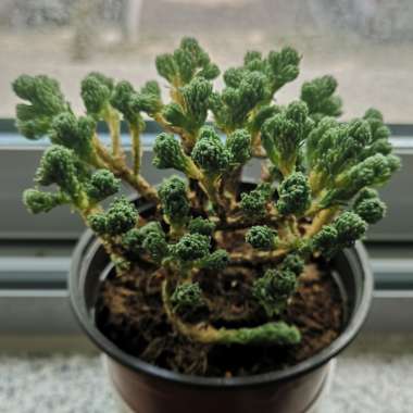 Sedum