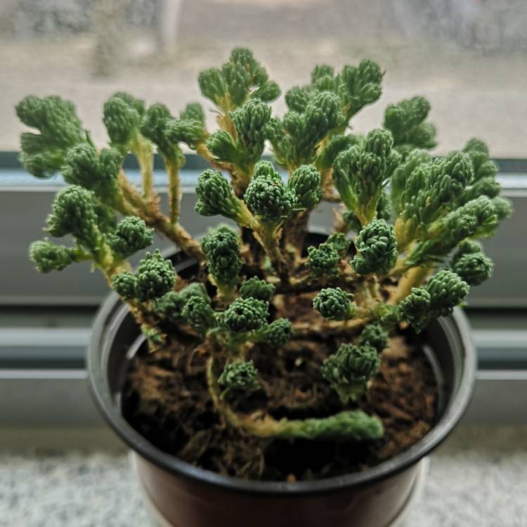plant image 1464859
