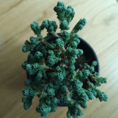 Sedum
