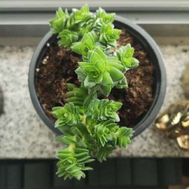 Crassula 'Estagnol'