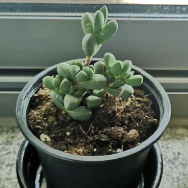 Ice Plant