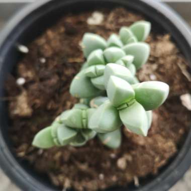 Ice Plant