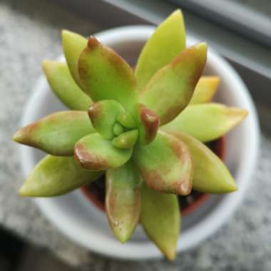 gizmah's plant